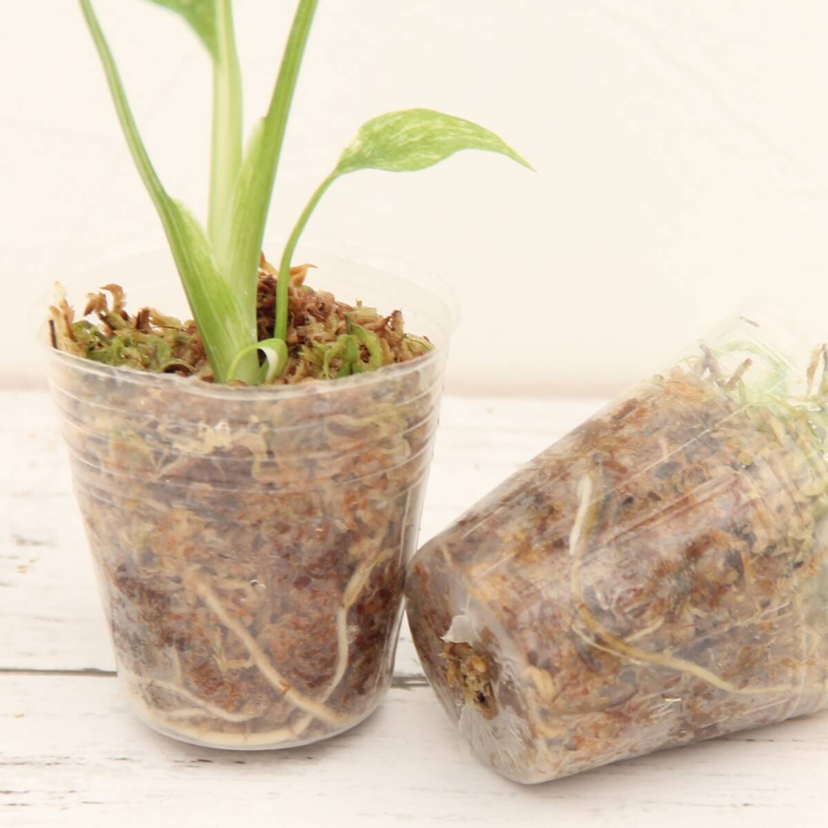 斑入りモンステラ×2鉢 送料無料 デリシオーサ タイコンステレーション1.7号 Monstera deliciosa ‘Thai Constellation’_画像3