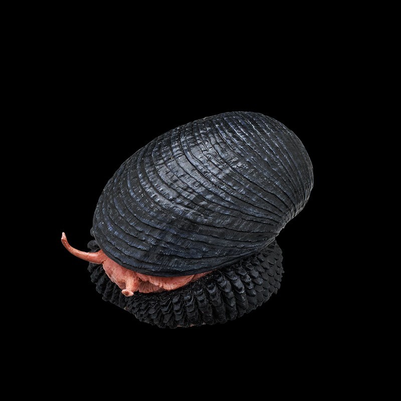 NTC 深海生物 ボールチェーン ／ ウロコフネタマガイ 黒スケ ／新品 ガチャ_画像2