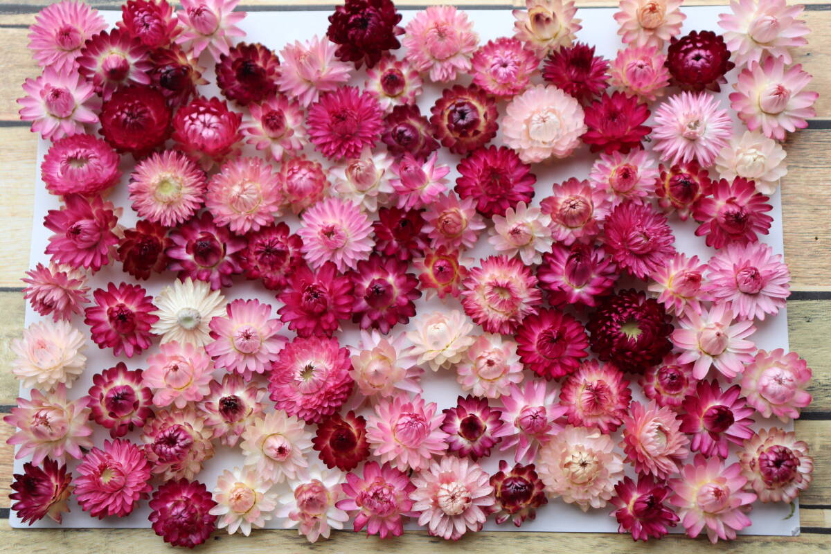 即決♪帝王貝細工ピンク,赤系100個!ヘリクリサム ドライフラワー_画像1