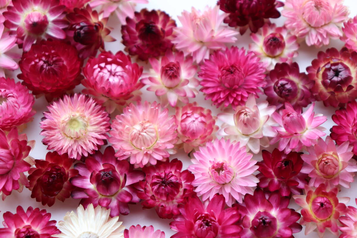 即決♪帝王貝細工ピンク,赤系100個!ヘリクリサム ドライフラワー_画像2