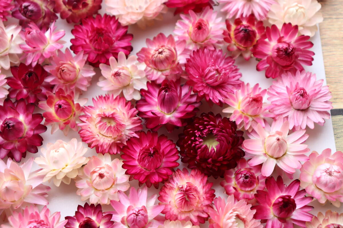 即決♪帝王貝細工ピンク,赤系100個!ヘリクリサム ドライフラワー_画像3