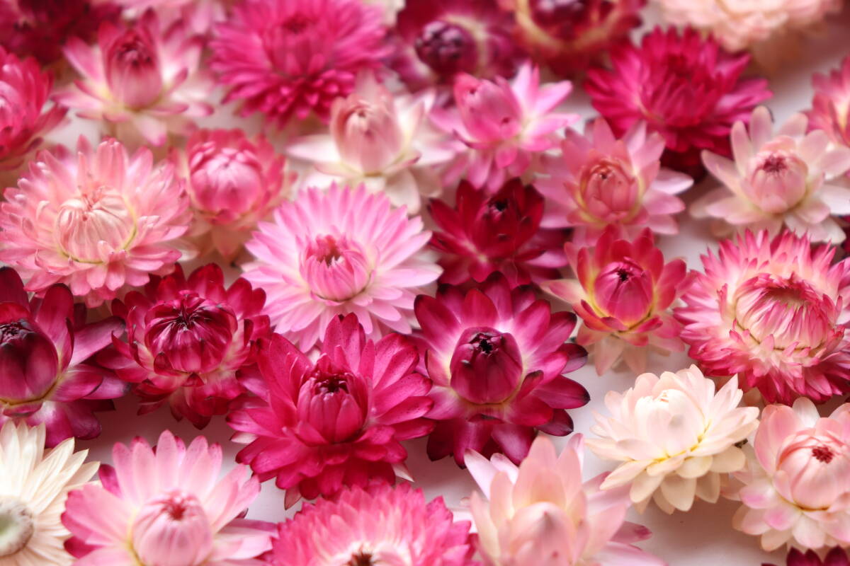 即決♪帝王貝細工ピンク,赤系100個!ヘリクリサム ドライフラワー_画像4