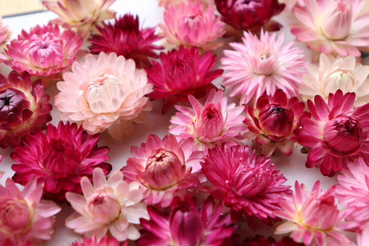 即決♪帝王貝細工ピンク,赤系100個!ヘリクリサム ドライフラワー_画像5