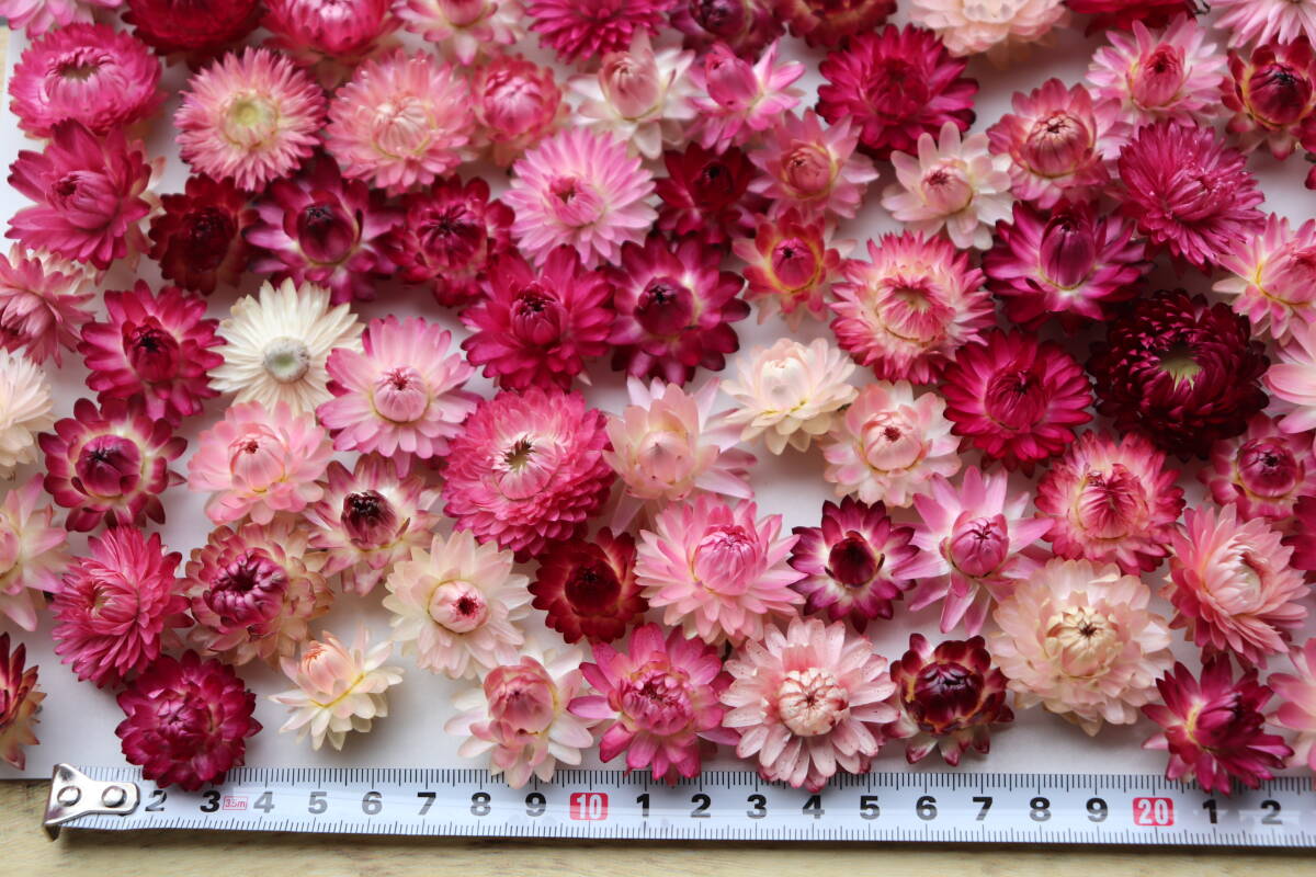 即決♪帝王貝細工ピンク,赤系100個!ヘリクリサム ドライフラワー_画像6