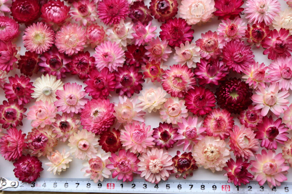 即決♪帝王貝細工ピンク,赤系100個!ヘリクリサム ドライフラワー_画像7