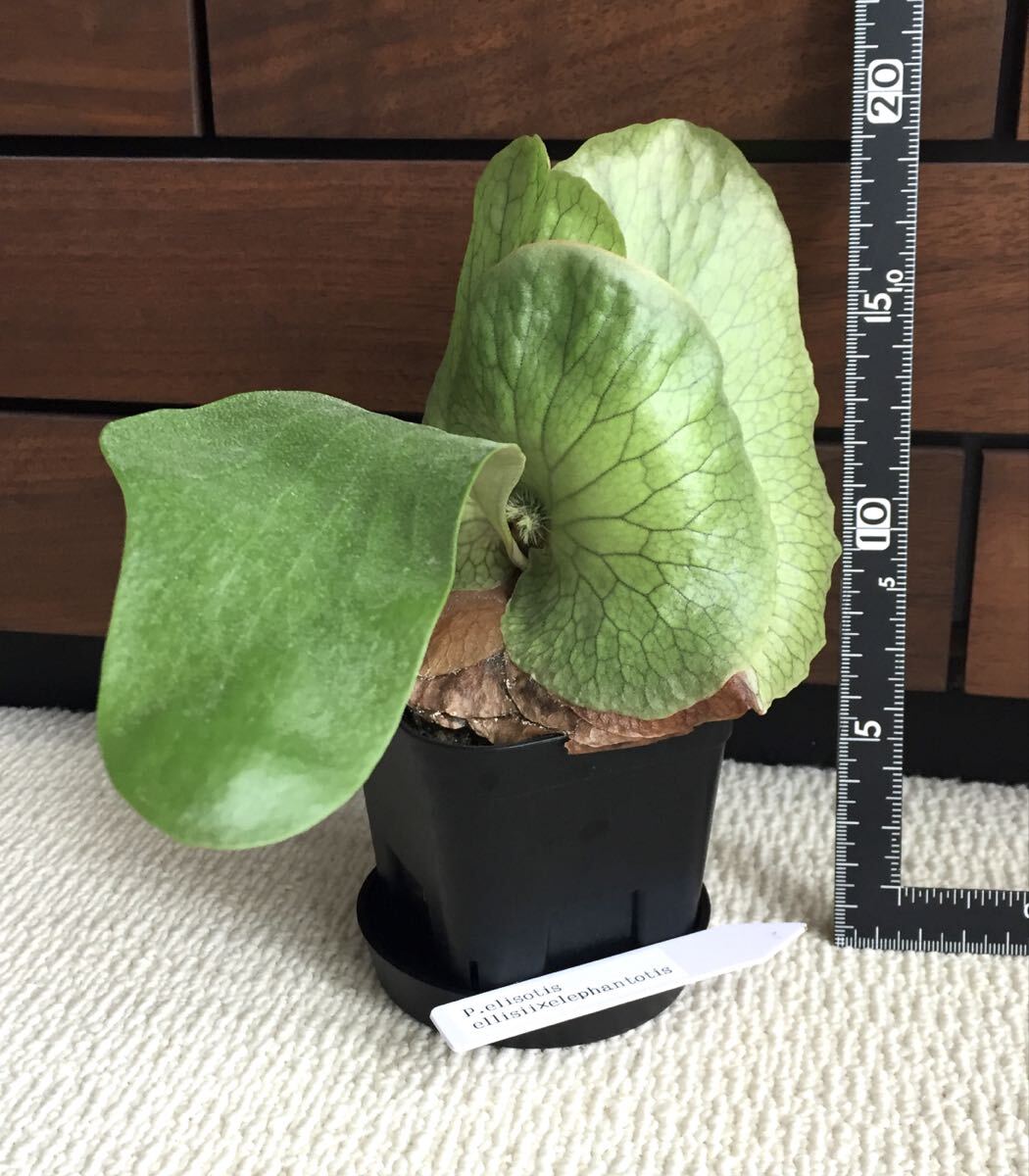 植物 Platycerium 'Elisotis'（ellisii×elephantotis）プラティセリウム ビカクシダ エリソティス（エリシー×エレファントティス）交配種_画像9