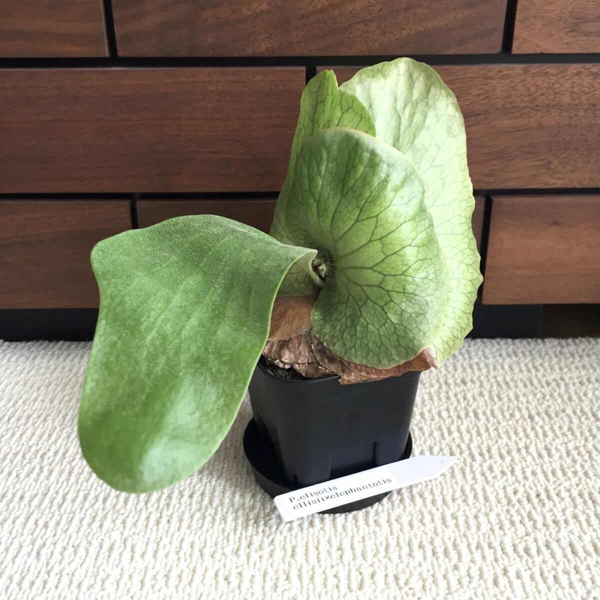 植物 Platycerium 'Elisotis'（ellisii×elephantotis）プラティセリウム ビカクシダ エリソティス（エリシー×エレファントティス）交配種_画像1