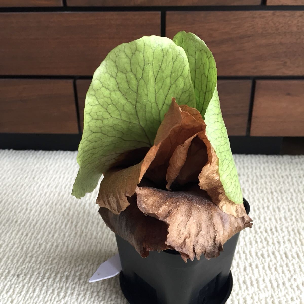 植物 Platycerium 'Elisotis'（ellisii×elephantotis）プラティセリウム ビカクシダ エリソティス（エリシー×エレファントティス）交配種_画像3