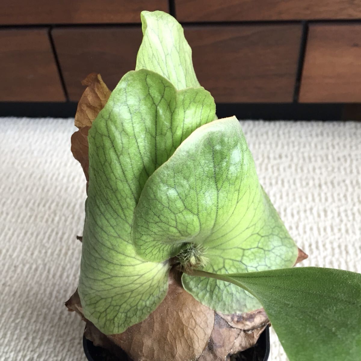 植物 Platycerium 'Elisotis'（ellisii×elephantotis）プラティセリウム ビカクシダ エリソティス（エリシー×エレファントティス）交配種_画像5