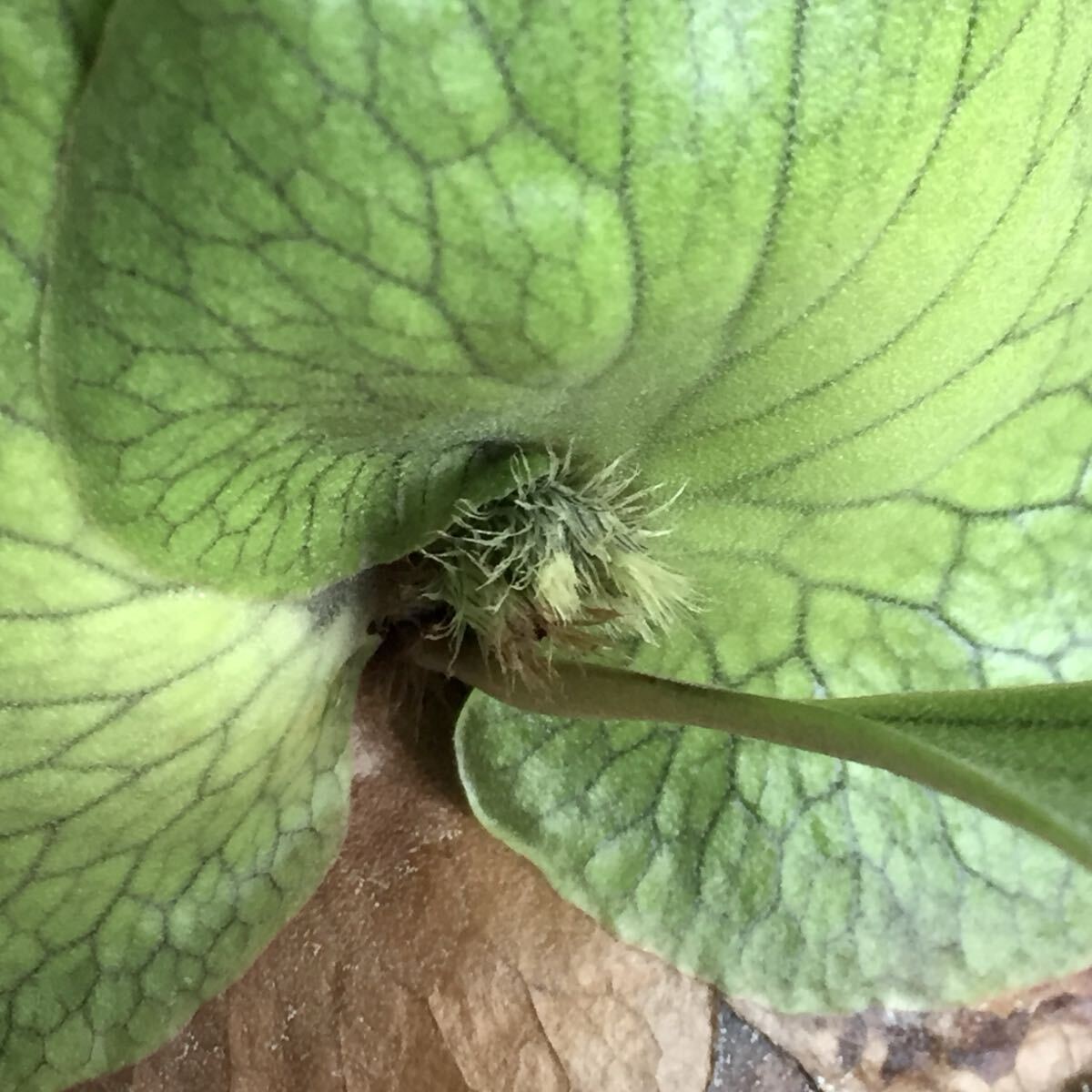 植物 Platycerium 'Elisotis'（ellisii×elephantotis）プラティセリウム ビカクシダ エリソティス（エリシー×エレファントティス）交配種_画像6