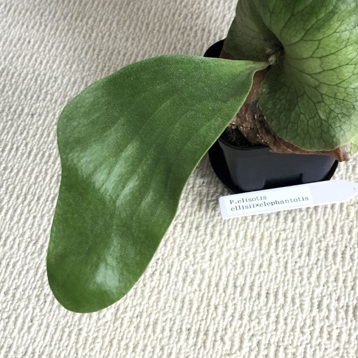 植物 Platycerium 'Elisotis'（ellisii×elephantotis）プラティセリウム ビカクシダ エリソティス（エリシー×エレファントティス）交配種_画像7