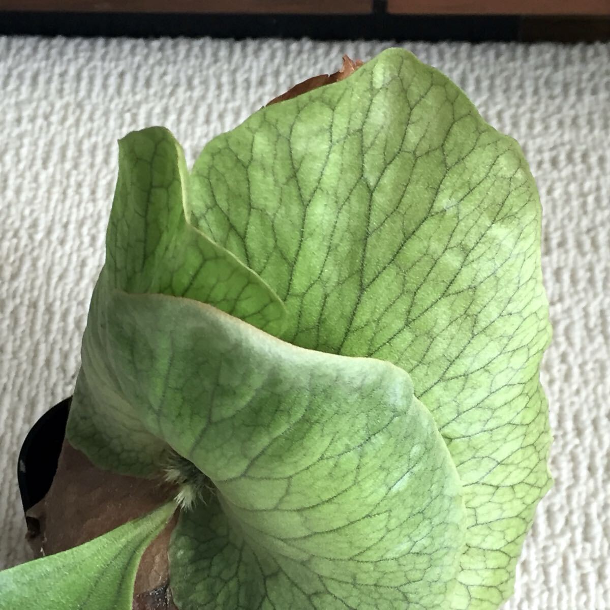 植物 Platycerium 'Elisotis'（ellisii×elephantotis）プラティセリウム ビカクシダ エリソティス（エリシー×エレファントティス）交配種_画像8