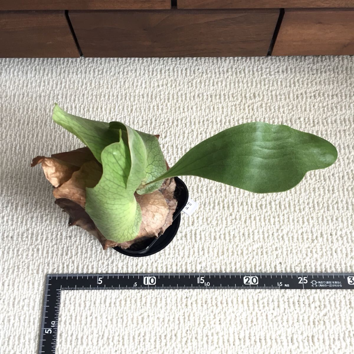 植物 Platycerium 'Elisotis'（ellisii×elephantotis）プラティセリウム ビカクシダ エリソティス（エリシー×エレファントティス）交配種_画像10