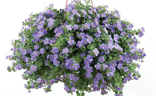 バコパ(ステラ)『スコーピア ブルー』 3号ポット苗_画像1