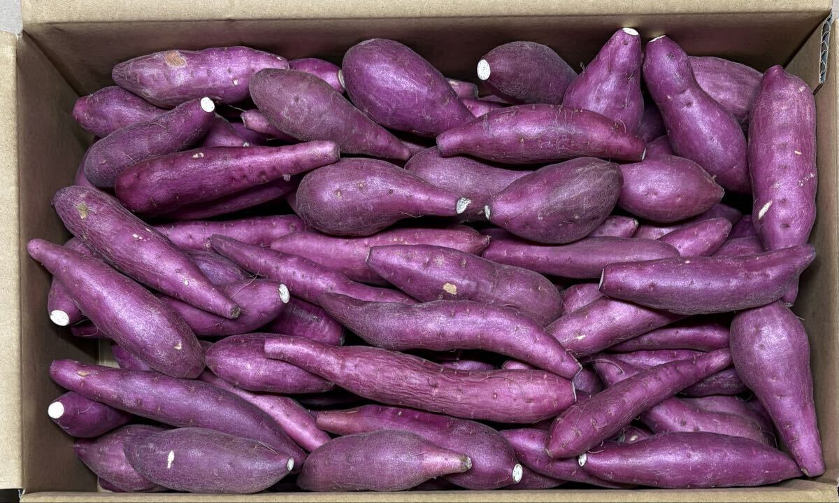 徳島 鳴門 大毛島産 なると金時 3Sサイズ_画像1