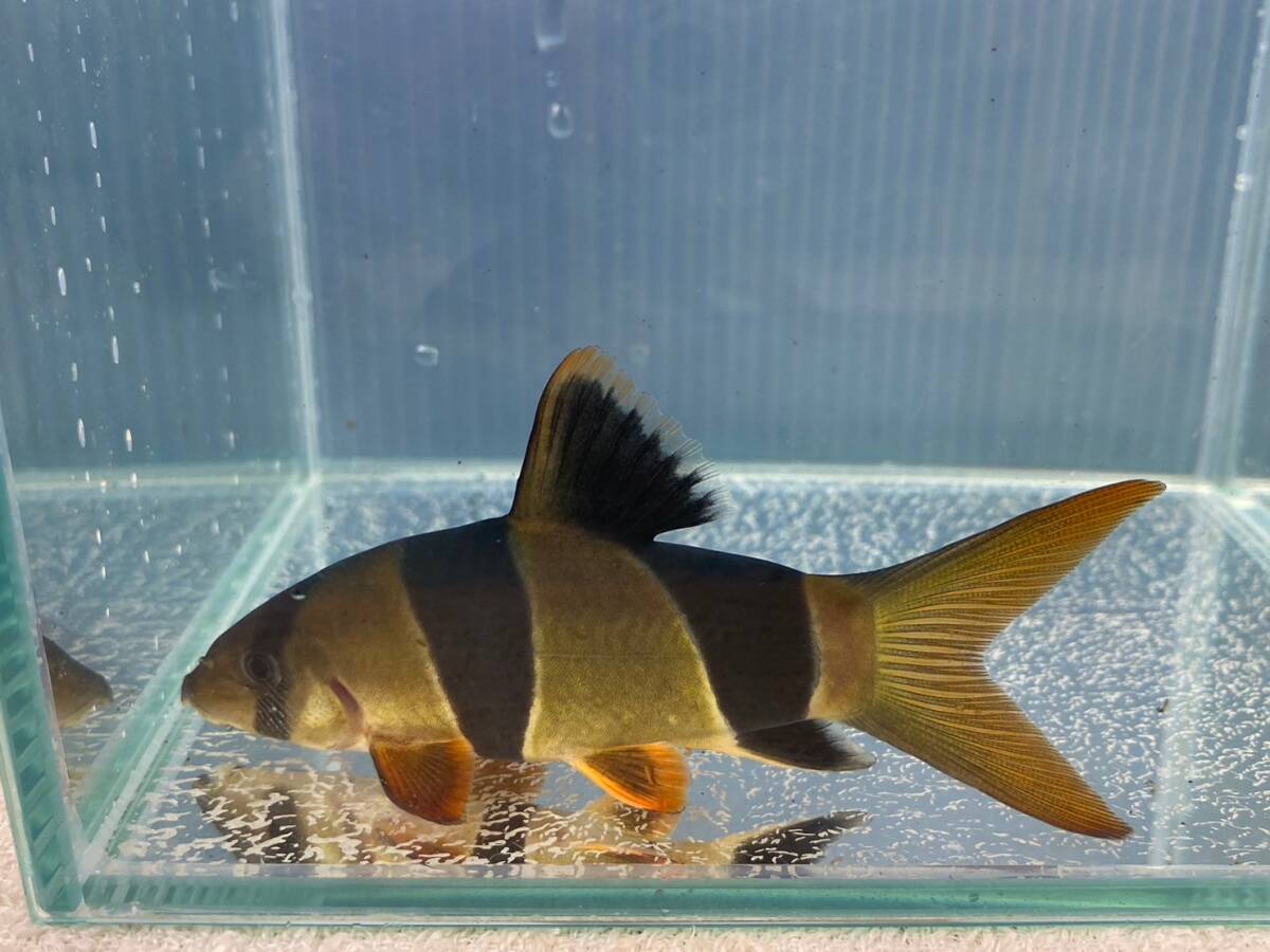 大きいサイズ　1匹　クラウンローチ　10cm　1匹[23005] 不二熱帯魚_画像1