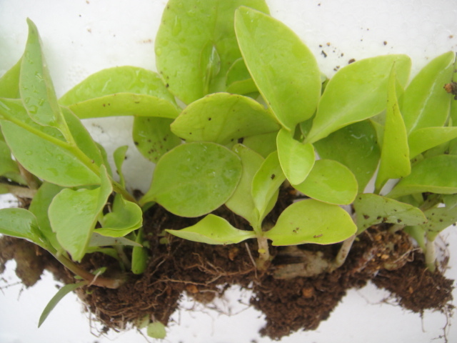 * овощи вид рассада *. юг 100 лекарство oka водоросли вакамэ сердцевина прекращение netsuke 6 рассада . отправка час вытащенный рассада * овощи вид рассада *. юг 100 лекарство oka водоросли вакамэ сердцевина прекращение netsuke 6 рассада . отправка час вытащенный рассада