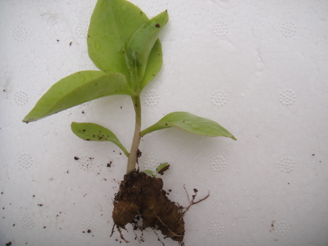 * овощи вид рассада *. юг 100 лекарство oka водоросли вакамэ сердцевина прекращение netsuke 6 рассада . отправка час вытащенный рассада