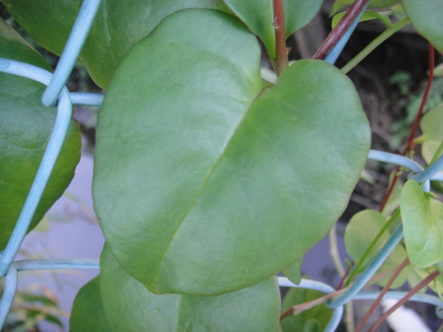 * овощи вид рассада *. юг 100 лекарство oka водоросли вакамэ сердцевина прекращение netsuke 6 рассада . отправка час вытащенный рассада