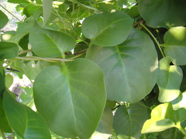 * овощи вид рассада *. юг 100 лекарство oka водоросли вакамэ сердцевина прекращение netsuke 6 рассада . отправка час вытащенный рассада 