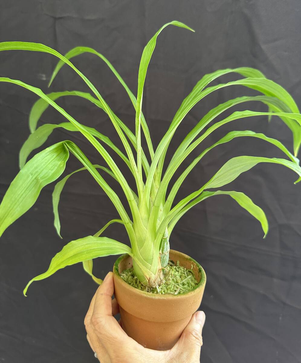 洋蘭原種 カトレア Cl Rebecca Northen 'Mikkabi'　（メリクロン株）_画像3