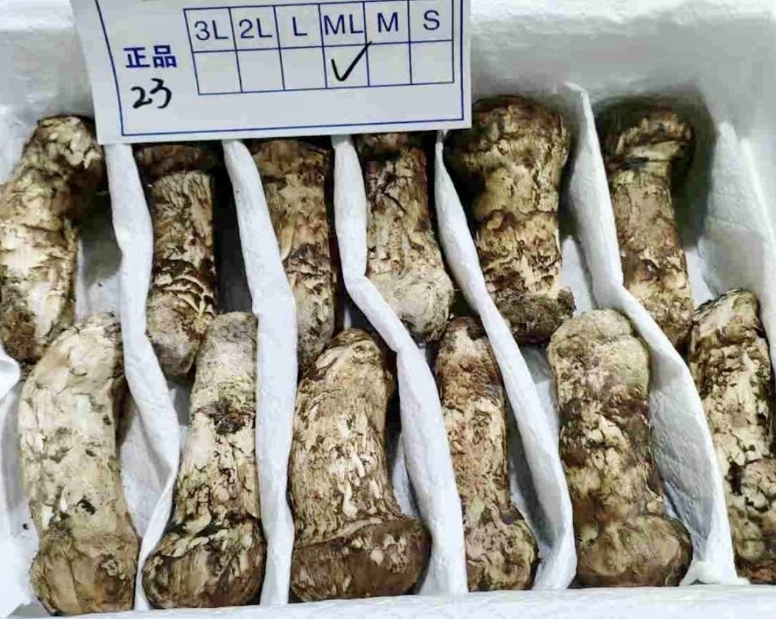 【雲南省シャングリラ産生松茸《《鮮度抜群！！つぼみMLサイズ》1kg》_画像1