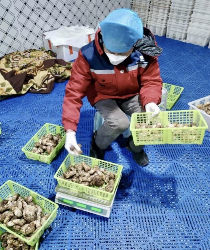 雲南省シャングリラ産 極上!!【鮮度抜群!!生松茸《開きHBA2Lサイズ》1kg】_画像4