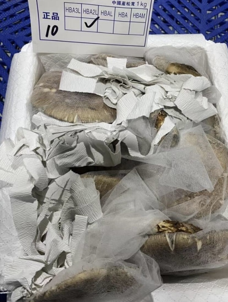 雲南省シャングリラ産 極上!!【鮮度抜群!!生松茸《開きHBA2Lサイズ》1kg】_画像1