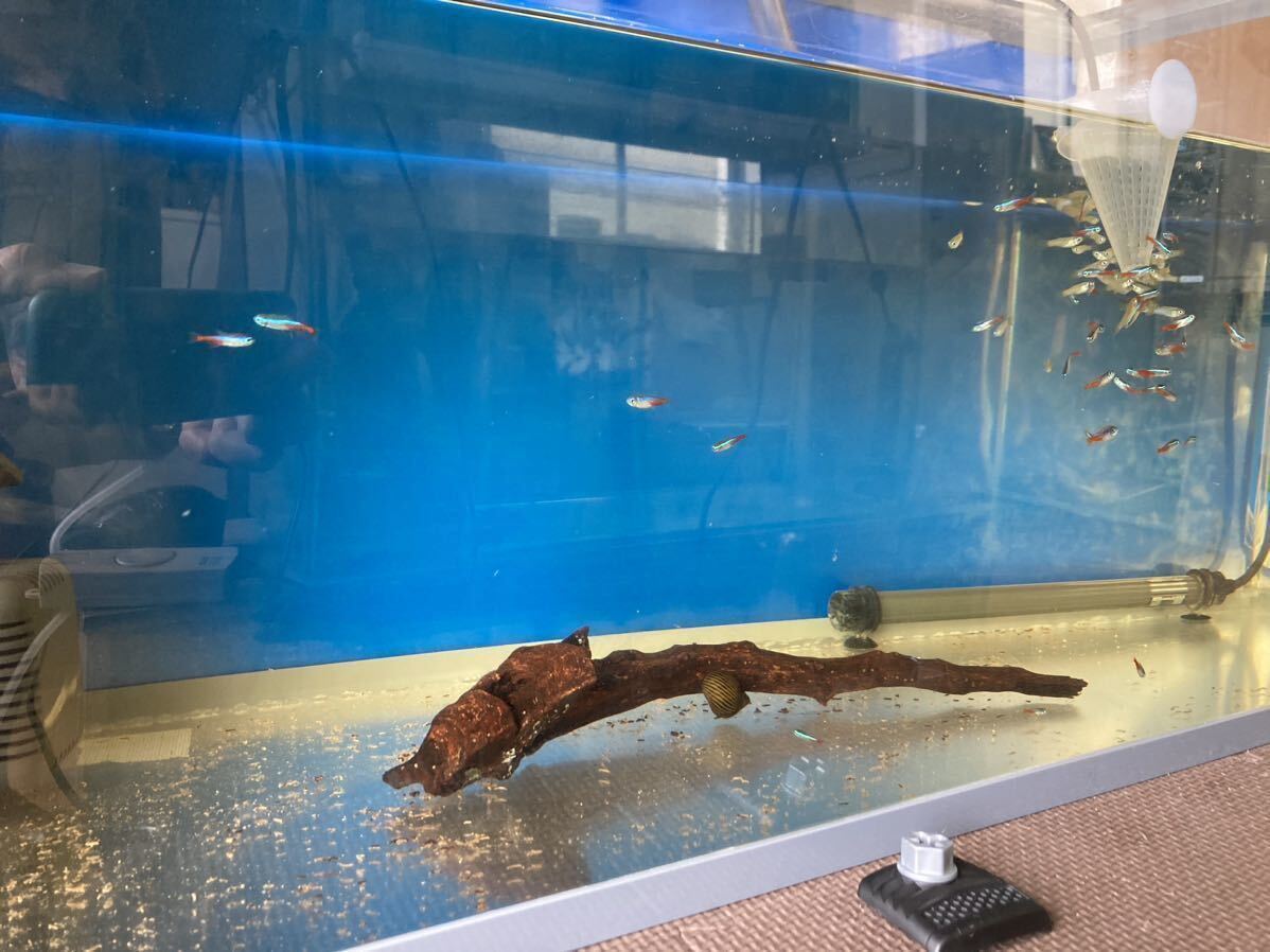 リピートNO.1商品、5枚セット市場最強濾過マット水槽用フィルターマット水槽30×17.5cm 5枚セット新品送料込み_画像8