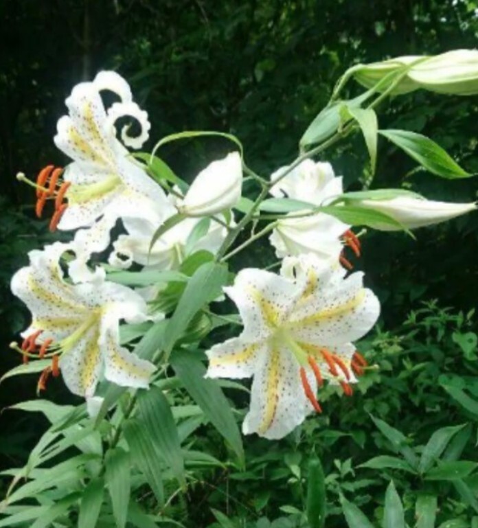 山野草　ヤマユリ（山百合、野生種）、3球。栃木県北部産。2！_画像1