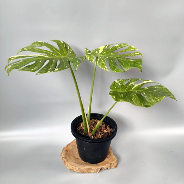 モンステラ デリシオーサ プラチナム 【Monstera Deliciosa Platinum】