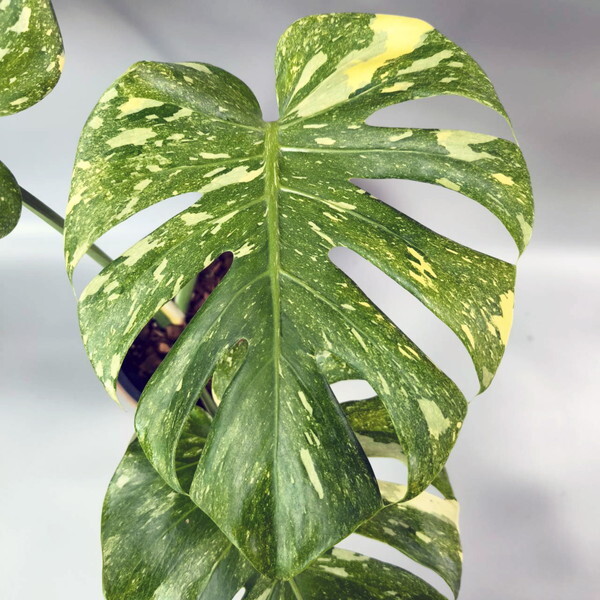 モンステラ デリシオーサ プラチナム 【Monstera Deliciosa Platinum】