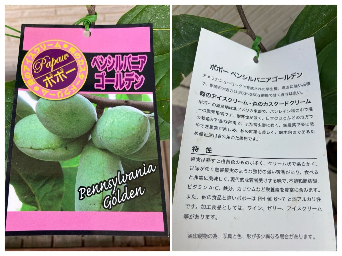 ★ポポー 接木 苗　ペンシルバニア ゴールデン 5號(hào)サイズ　早生中実品種　現(xiàn)品1點(diǎn)限り　同梱が送料お得です★