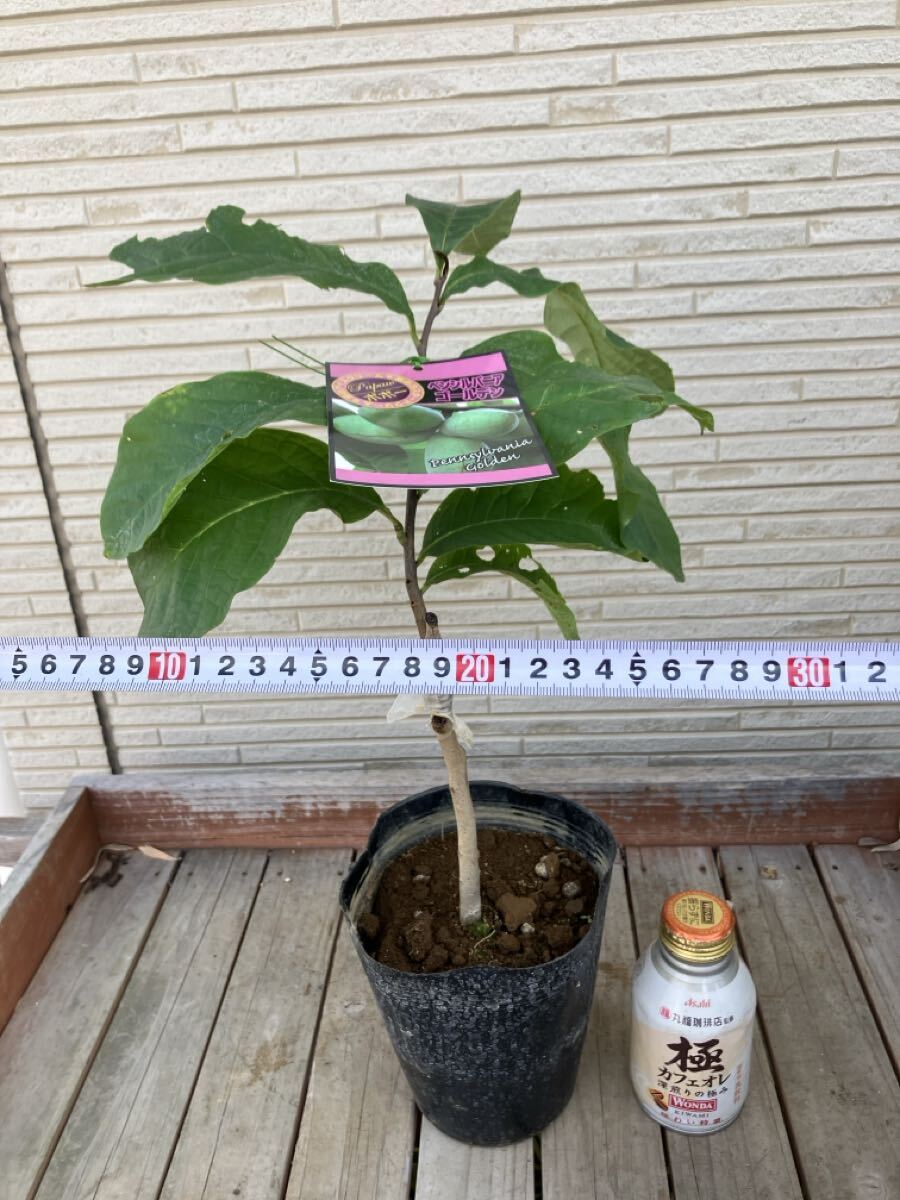★ポポー 接木 苗　ペンシルバニア ゴールデン 5號(hào)サイズ　早生中実品種　現(xiàn)品1點(diǎn)限り　同梱が送料お得です★