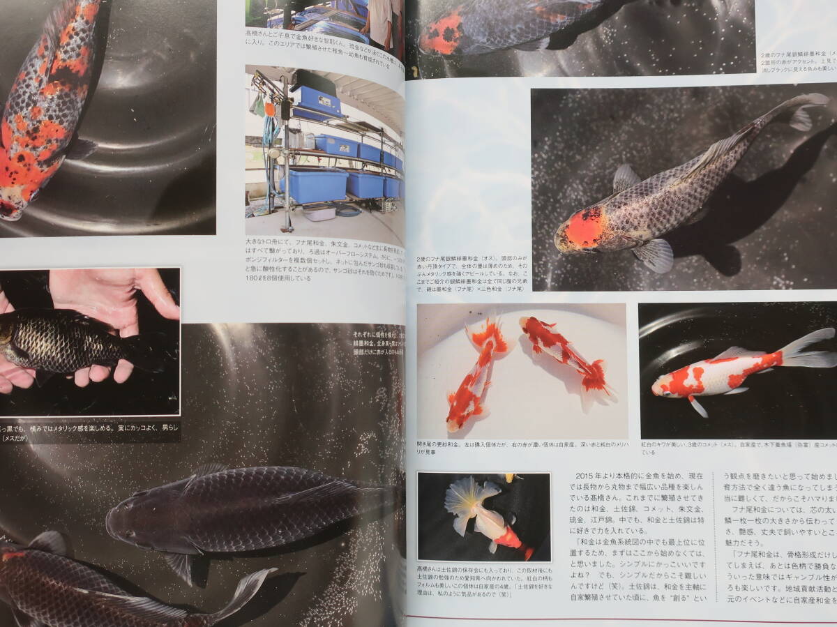 きんぎょ生活 No.10/月刊アクアライフ2024年8月増刊号/保存版金魚グラビアカタログ飼育解説特集:フナ尾の和金 金魚の進化/生産者品評会拝見_画像5