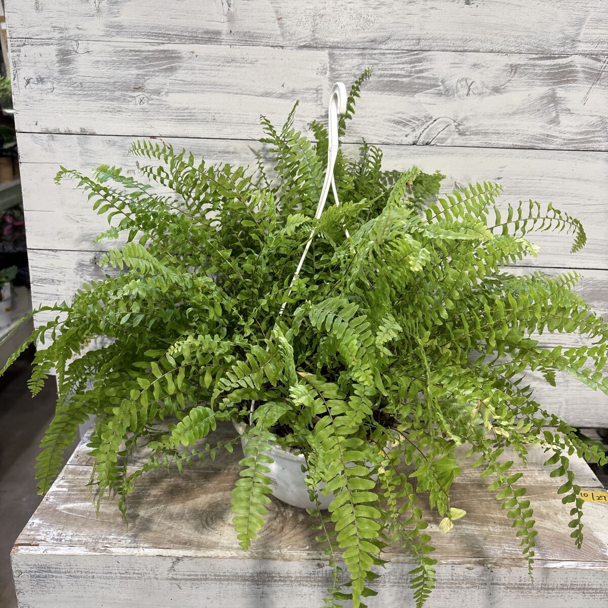 シダ ボストンファン 5号吊り 鉢底から約42cm 10月27日撮影現品 豊中市より出品 同梱発送歓迎_画像9