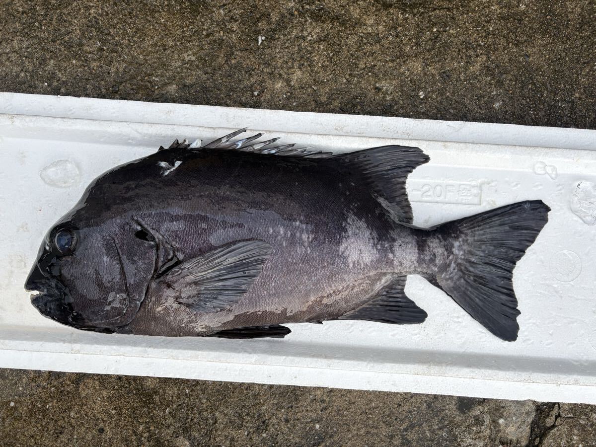 【3.3kg】クエ　アラ　モロコ_画像1