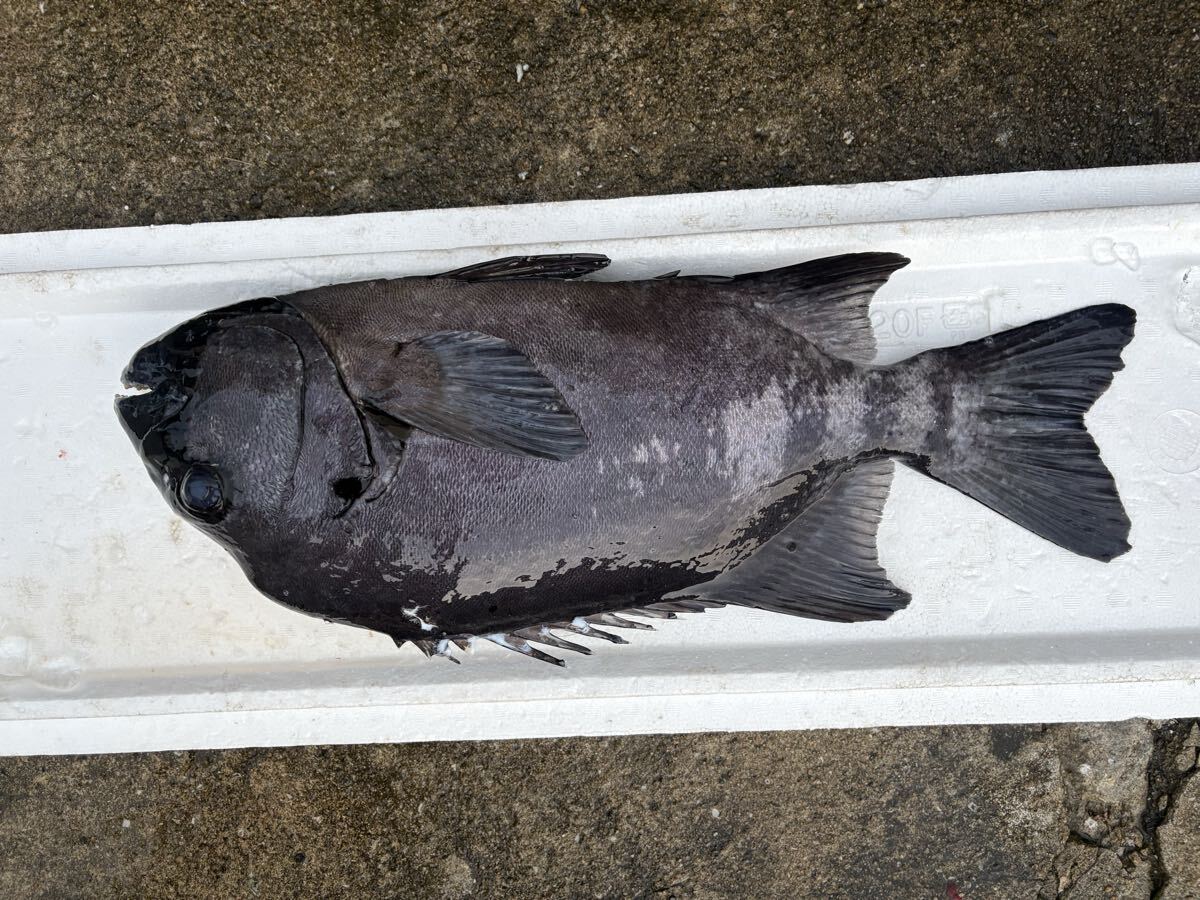 【3.3kg】クエ　アラ　モロコ_画像3