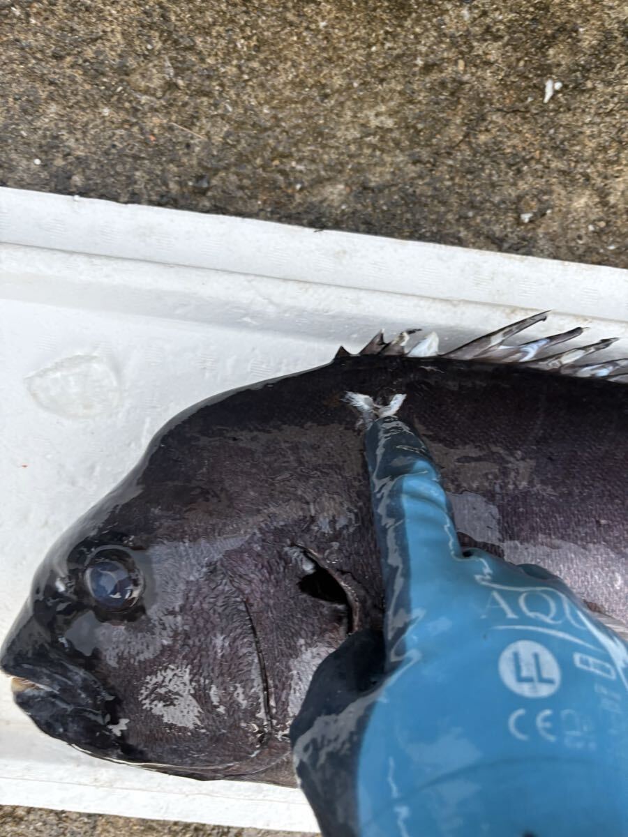 【3.3kg】クエ　アラ　モロコ_画像2