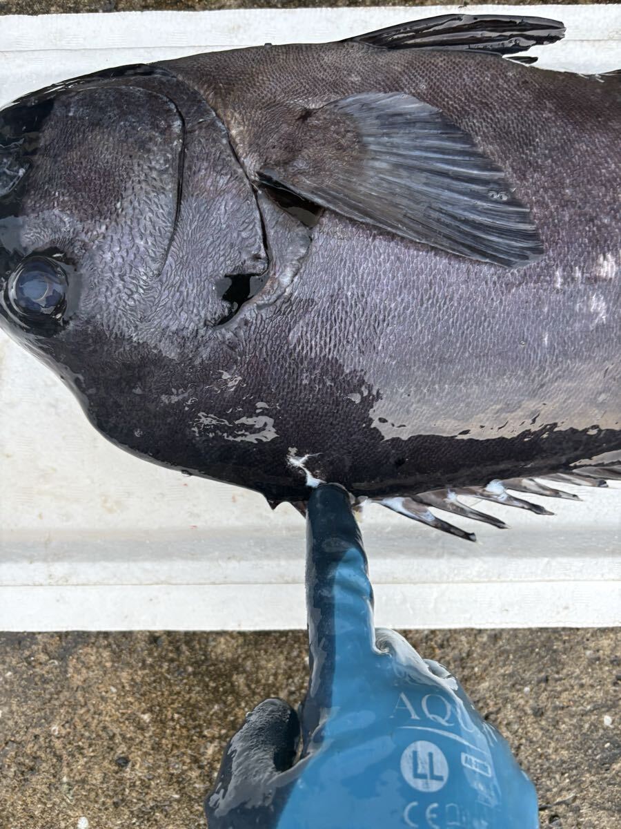 【3.3kg】クエ　アラ　モロコ_画像4