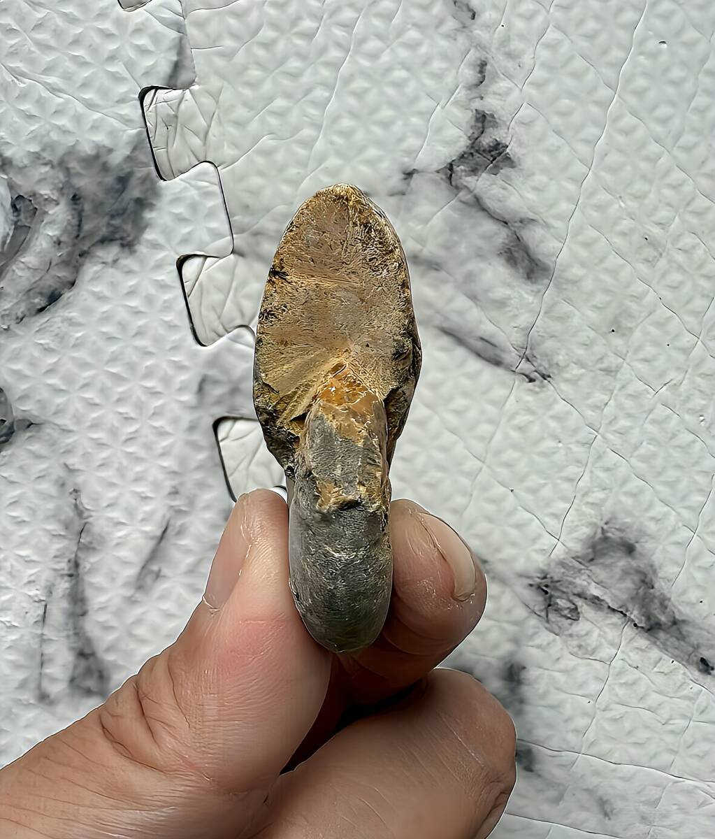 マダガスカル メナベ産 茶褐色アンモナイト-フィロセラスsp 格安 計155g、6.5cm以下 1円スタート 小サイズ 未研磨 2個セット_画像9