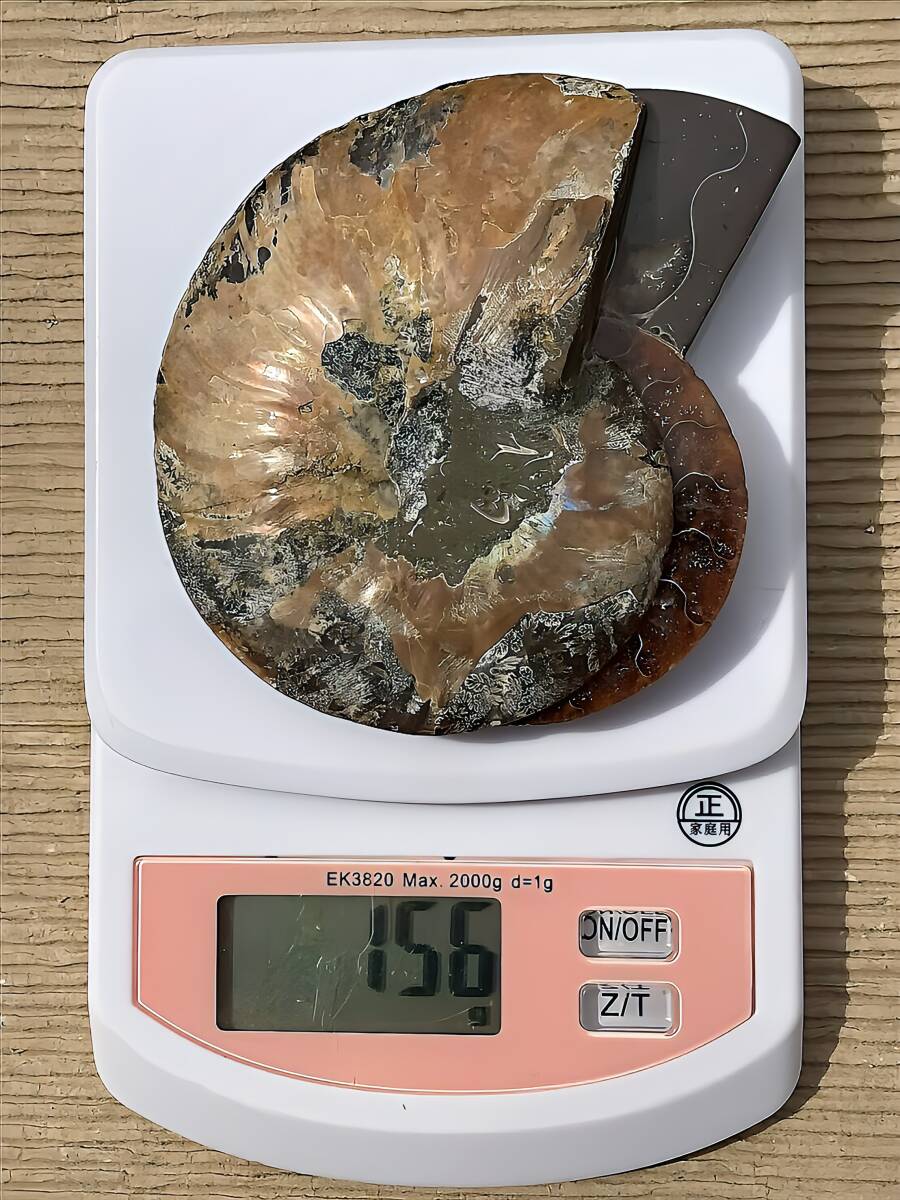 マダガスカル産アンモナイト、クレオニセラス裁断スライス個体 156g 8.9cm 1円スタート　修復あり_画像2