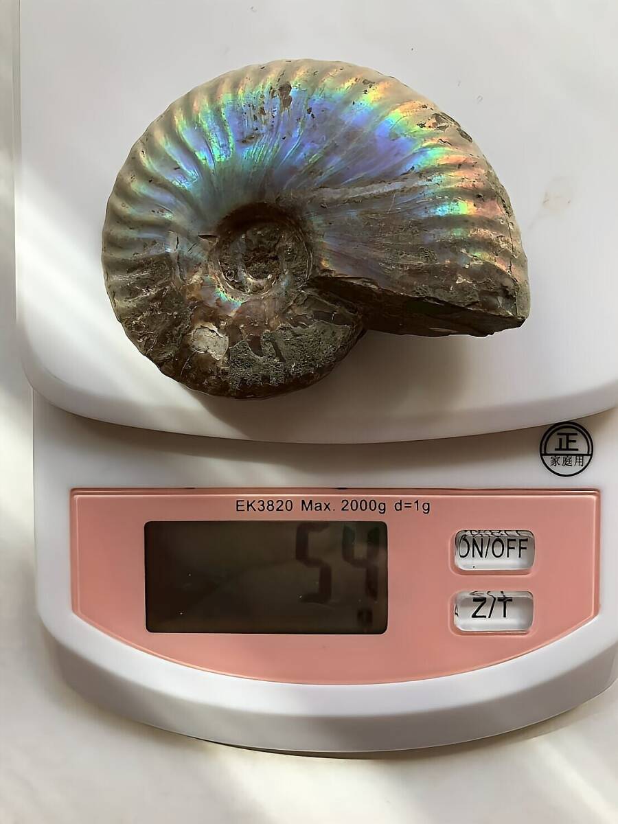 マダガスカル産遊色虹色アンモナイト-青(クリオニセラス)格安 54g 6.2cm 1円スタート 青紫緑黄ピンク発色個体_画像3