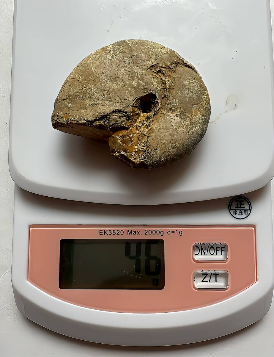 マダガスカル メナベ産 茶褐色アンモナイト-フィロセラスsp 格安 計155g、6.5cm以下 1円スタート 小サイズ 未研磨 2個セット_画像4