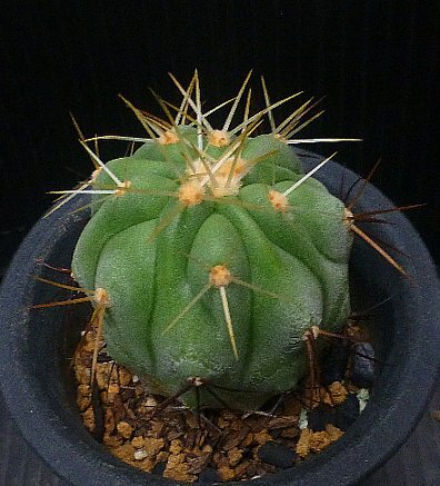 サボテン ☆ コピアポア ギガンティアの画像2