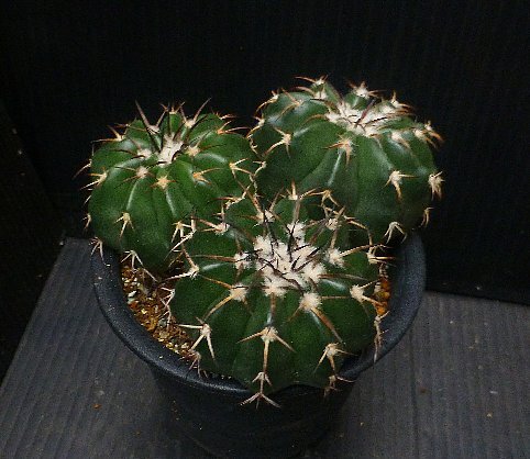 サボテン ☆ ディスコ ギガンティア ３本の画像2