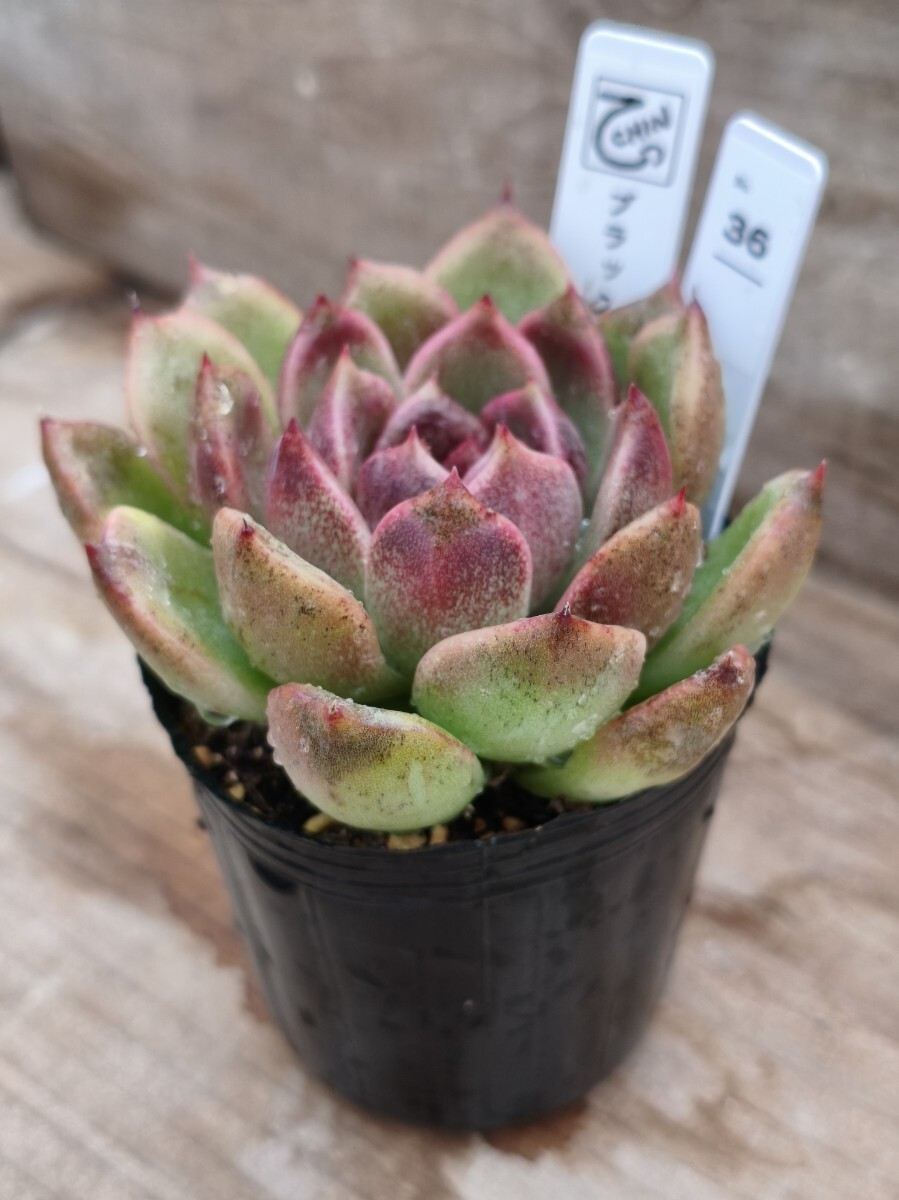【即決】★てっちん★多肉植物エケベリア『ブラックローズ』36_画像2