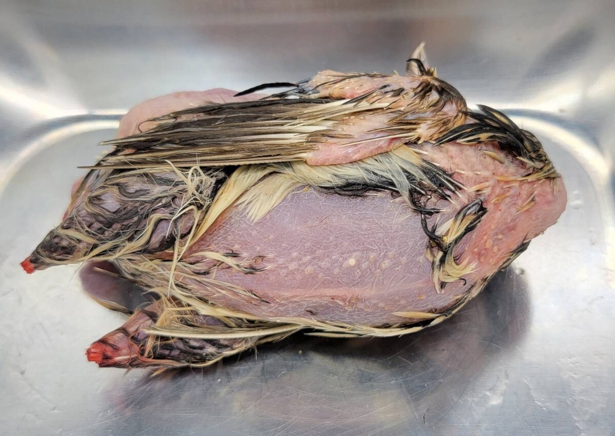  ограничение SALE специальная цена рефрижератор uzla60 перо бесплатная доставка .. вид рептилии и т.п. 