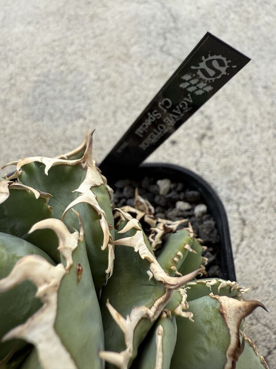 アガベ チタノタ CJ Special 子株 agave titanota オテロイ