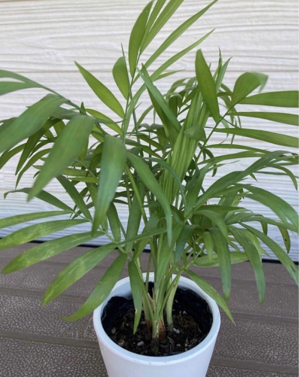 テーブル　ヤシ　開(kāi)運(yùn)☆観葉植物